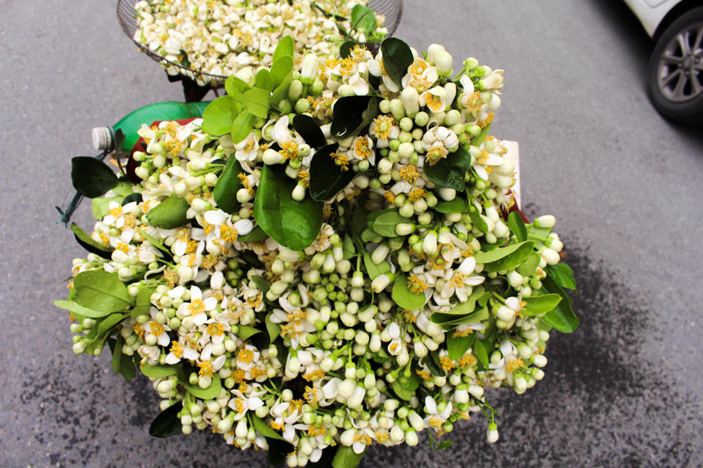 Nao lòng những gánh hoa bưởi mang hồn quê ra Hà Nội